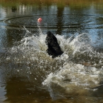 Honden