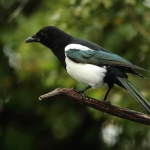 Vogels