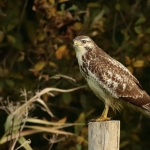 Buizerd