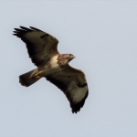 Buizerd
