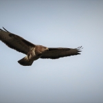 Buizerd