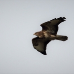 Buizerd