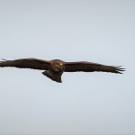Buizerd
