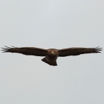 Buizerd