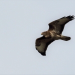 Buizerd
