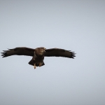 Buizerd
