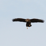 Buizerd