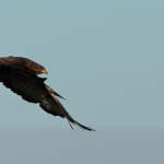 Buizerd