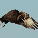 Buizerd