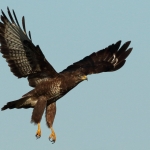 Buizerd