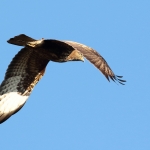 Buizerd