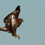 Buizerd