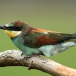 Bijeneter