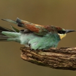 Bijeneter