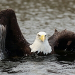 Amerikaanse zeearend