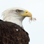 Amerikaanse zeearend