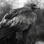 Steenarend