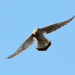 Torenvalk