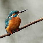 ijsvogel