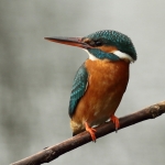 ijsvogel