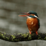 ijsvogel