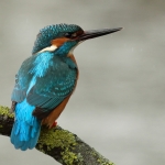 ijsvogel