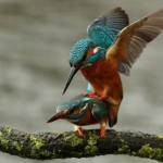 ijsvogel