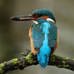 ijsvogel
