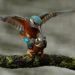 ijsvogel