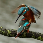 ijsvogel