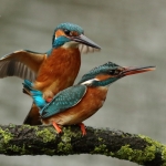 ijsvogel