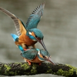 ijsvogel