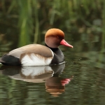 Vogels