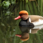 Vogels