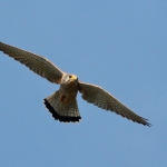 Torenvalk