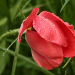 Natuur