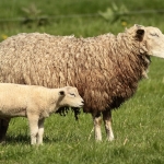 Natuur