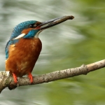 IJsvogel