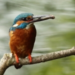 IJsvogel