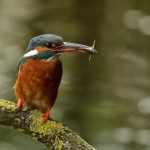 IJsvogel