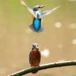 IJsvogel