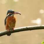 IJsvogel