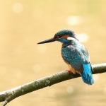 IJsvogel