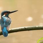 IJsvogel