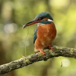 IJsvogel