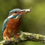IJsvogel