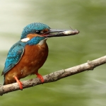 IJsvogel