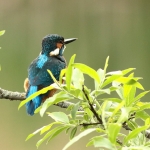 IJsvogel