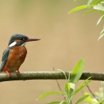 IJsvogel