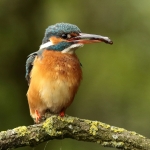 IJsvogel